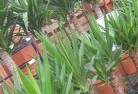 Dundowranplant-nursery-10.jpg; ?>