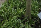 Dundowranplant-nursery-23.jpg; ?>